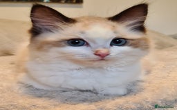 Ragdoll cats for sale: 5 Purebred Ragdolls – Loving Homes Needed - Image 19