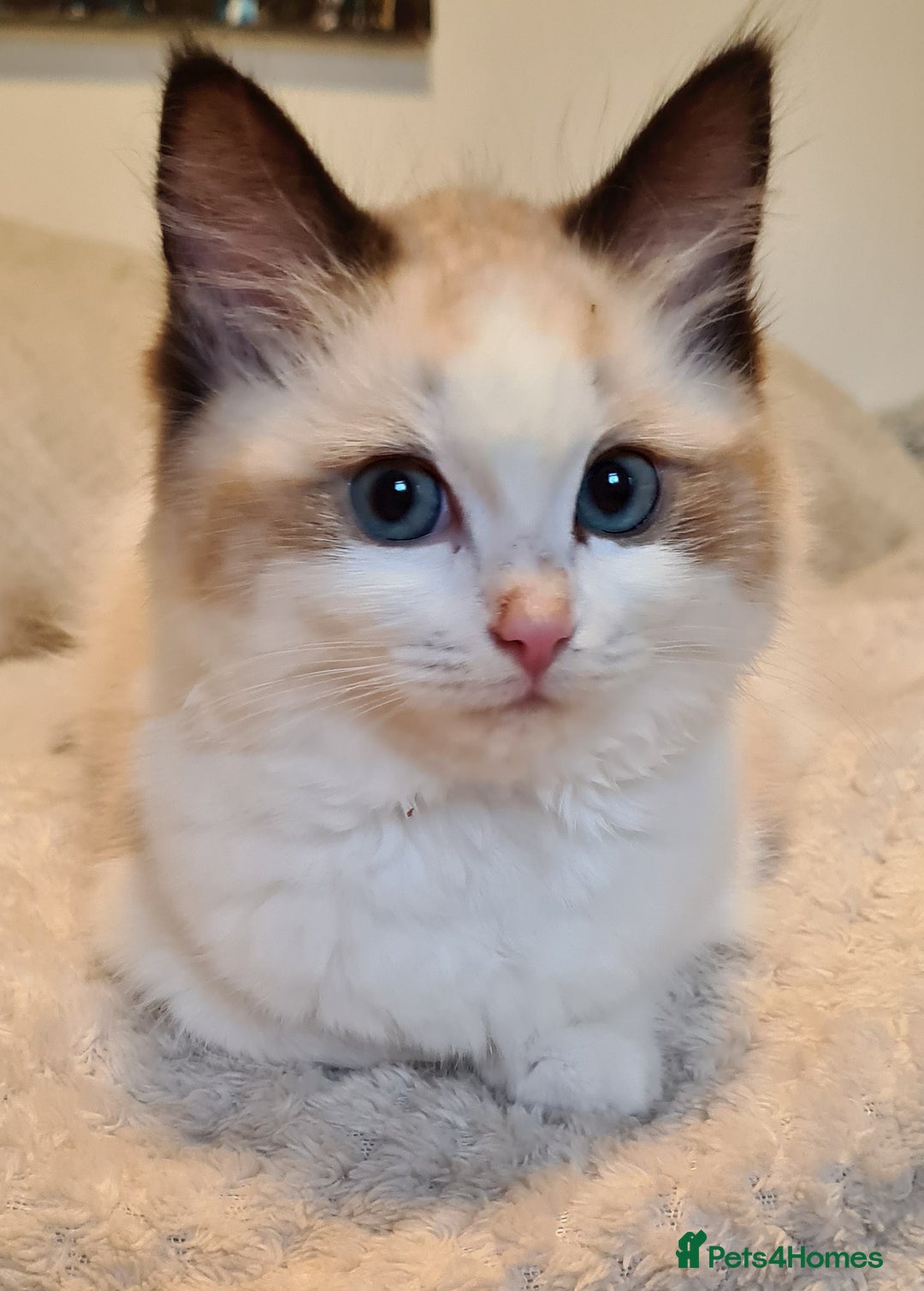 Ragdoll cats for sale: 5 Purebred Ragdolls – Loving Homes Needed - Image 19