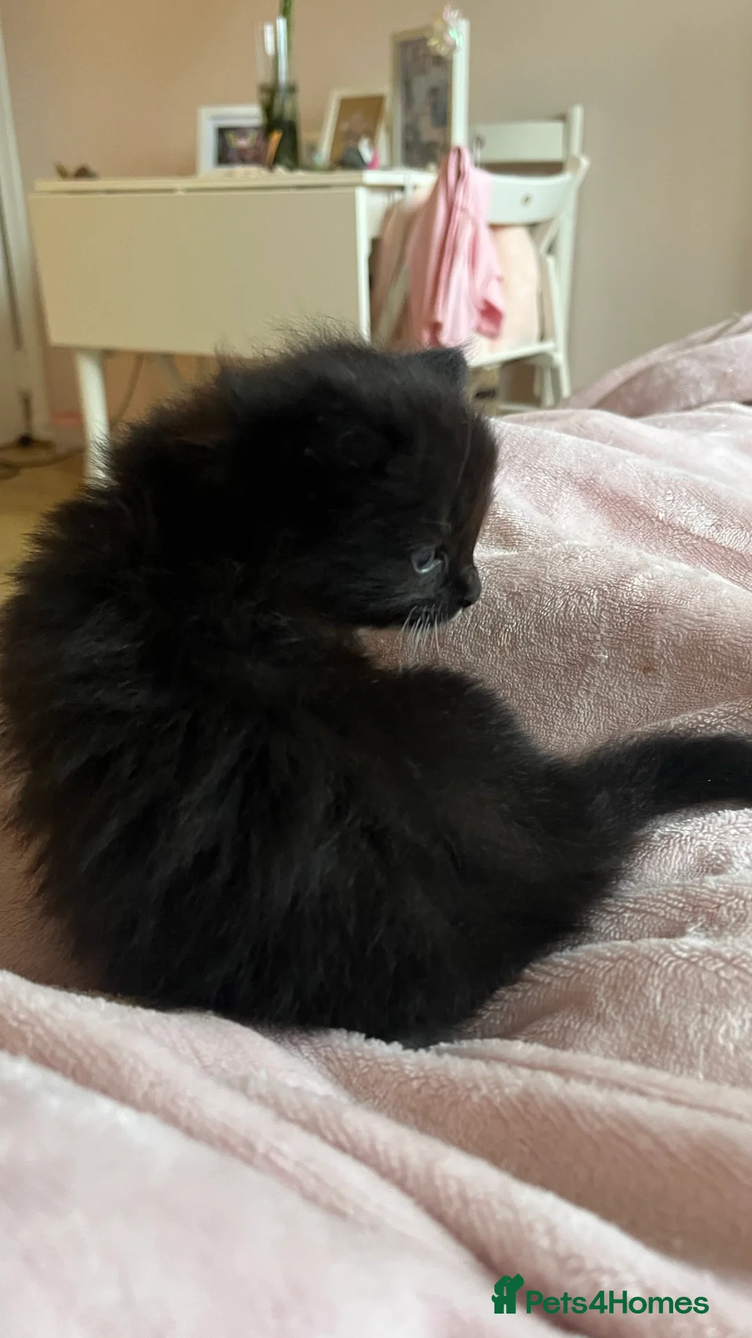 Ragdoll cats for sale:  Reserved! Ragdoll Kittens- Fluffy, Very Cuddly  - Advert 14