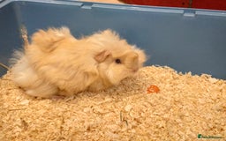 Guinea Pig rodents for sale: Cute baby male guinea pigs for sale - Image 1