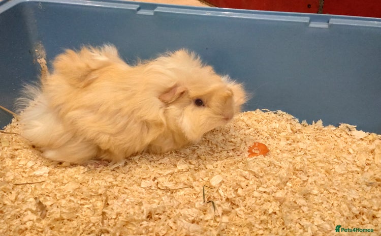 Guinea Pig rodents - Advert 2