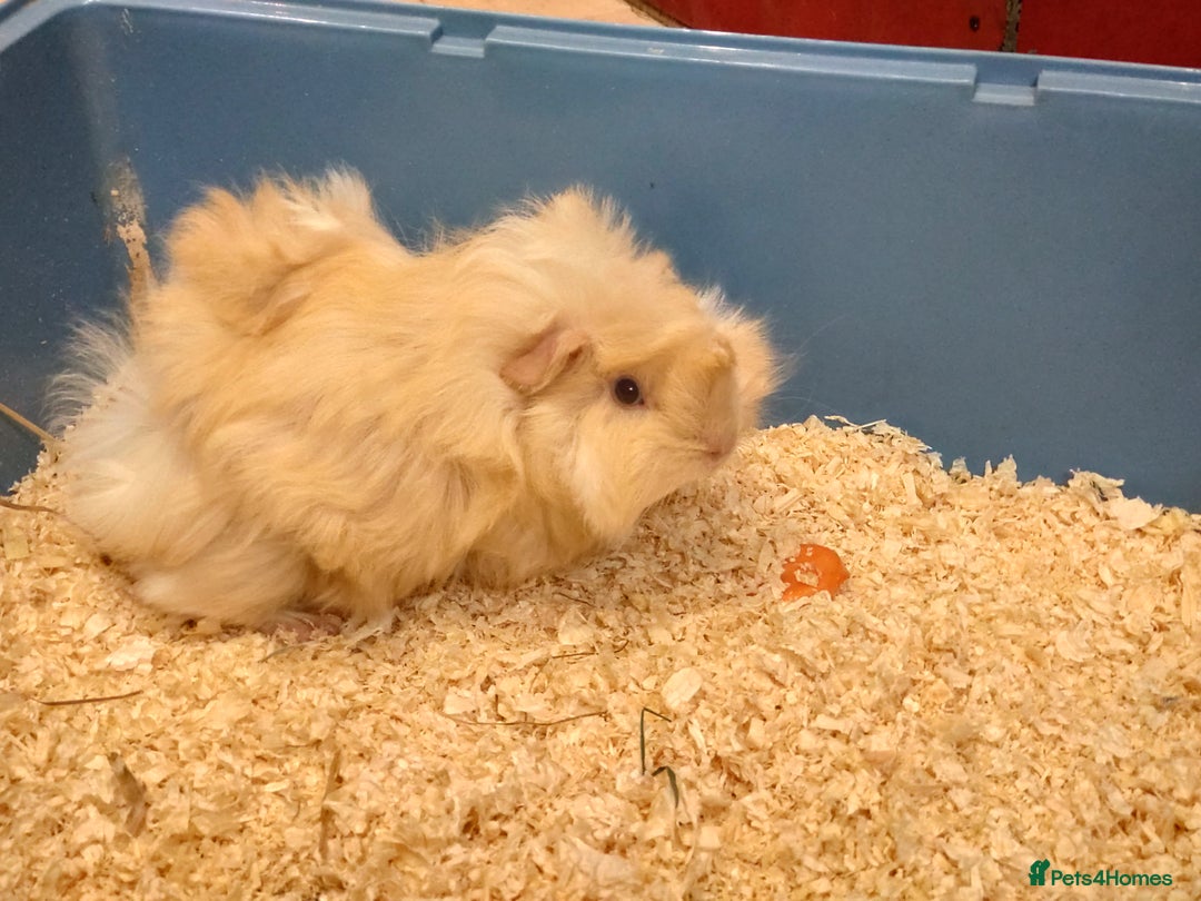 Guinea Pig rodents for sale: Cute baby male guinea pigs for sale - Image 1