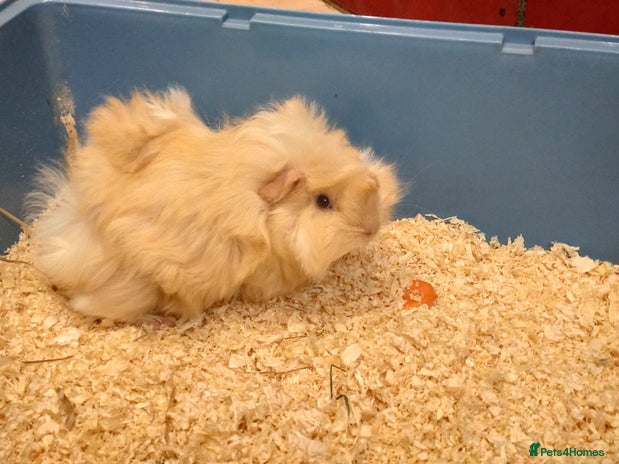 Guinea Pig rodents - Advert 6