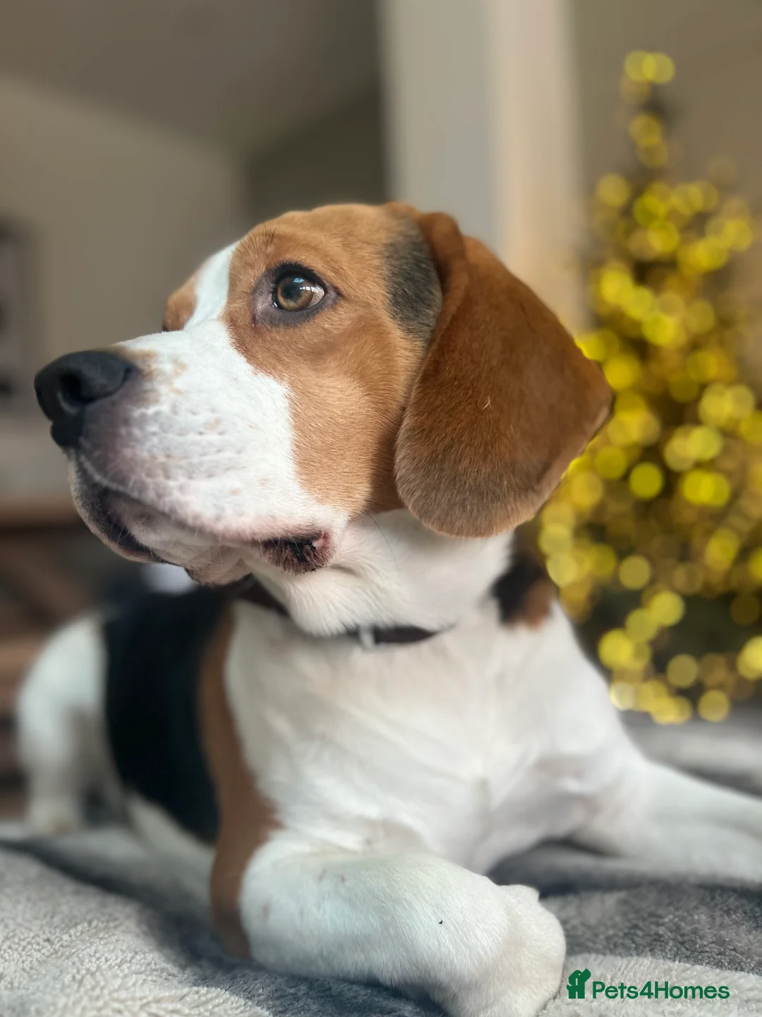 Beagle dogs for stud: Beagle stud tri colour PROVEN 100% success rate  in Preston - Advert 7