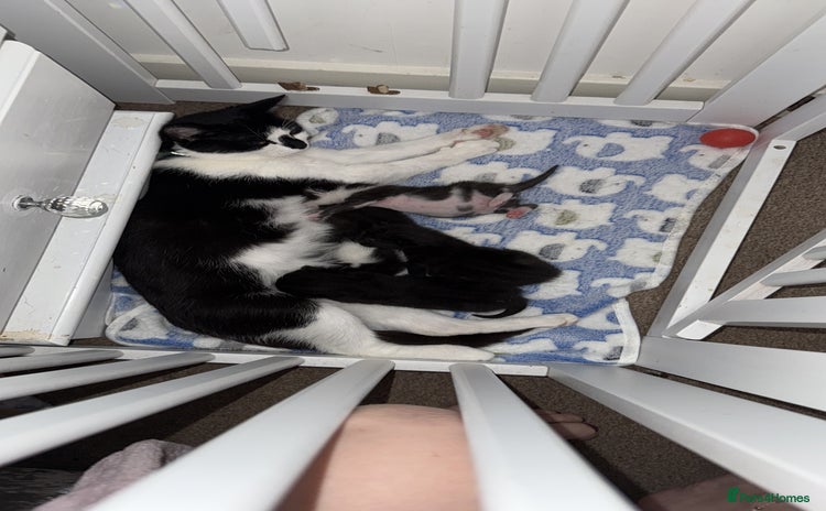 Domestic Shorthair cats for sale - Advert 1