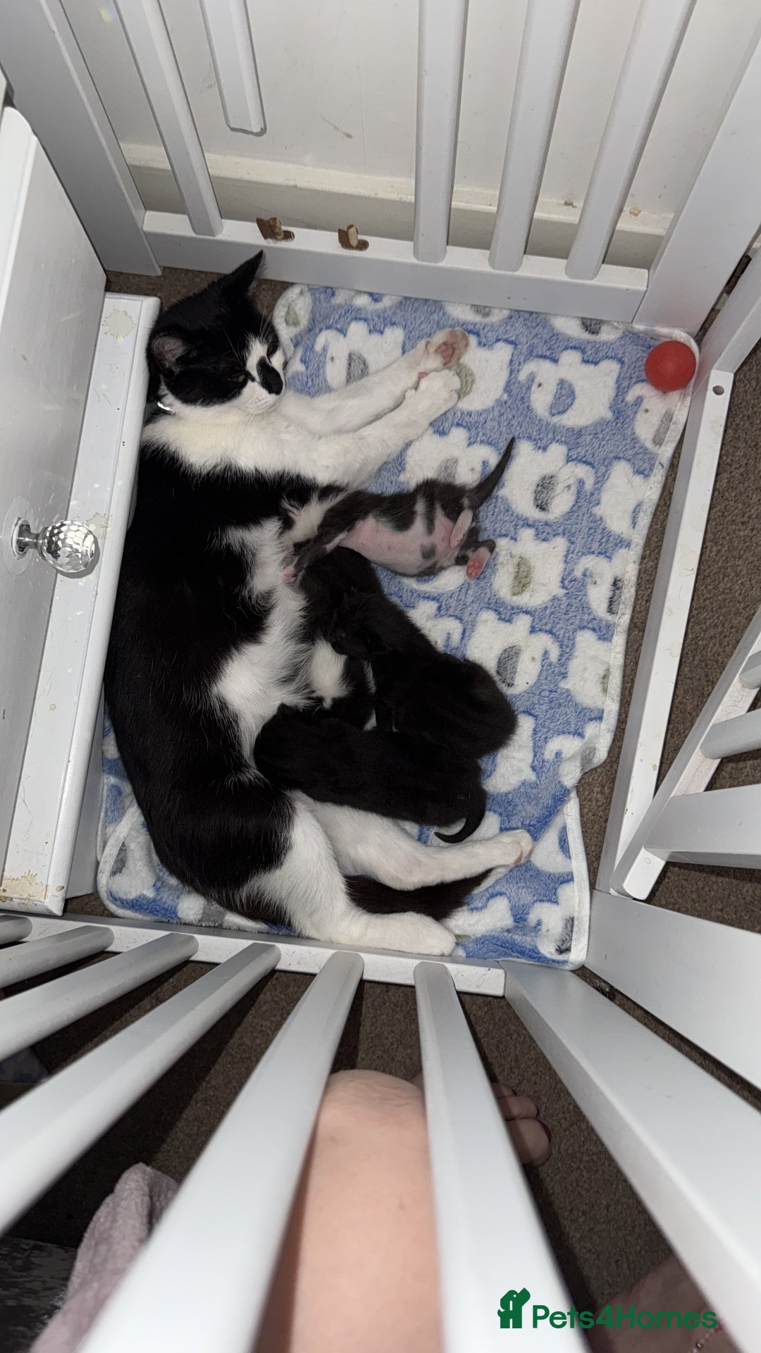 Domestic Shorthair cats for sale: Two beautiful boy kittens  - Image 1