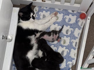 Domestic Shorthair cats - Advert 30