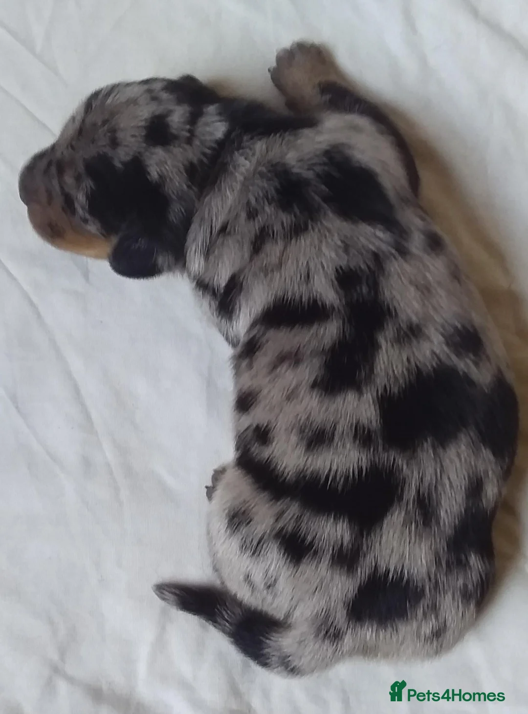 Miniature Dachshund dogs for stud: KC Chocolate dapple boy for stud very gentle. in Skegness - Advert 18