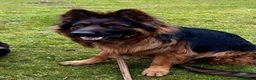 German Shepherd dogs for sale: Outstanding 3 year old KC reg male  - Advert 5