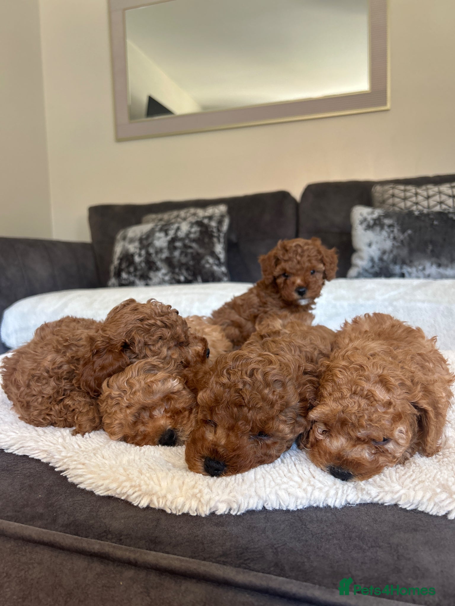 Cavapoo dogs *5 BEAUTIFUL RED CAVAPOO PUPPIES* - Advert 2