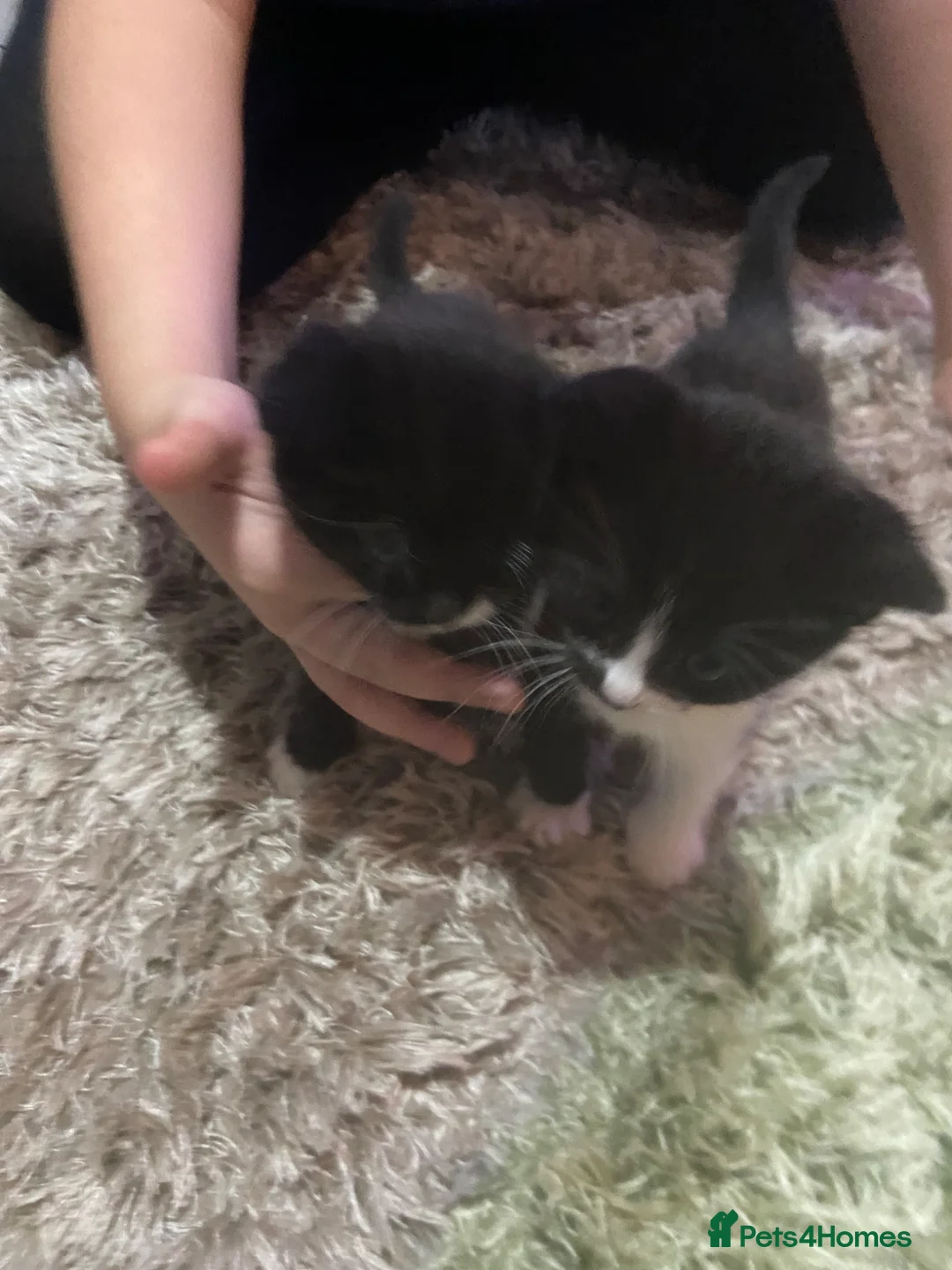 Mixed Breed cats for sale: Ragdoll x - Advert 4