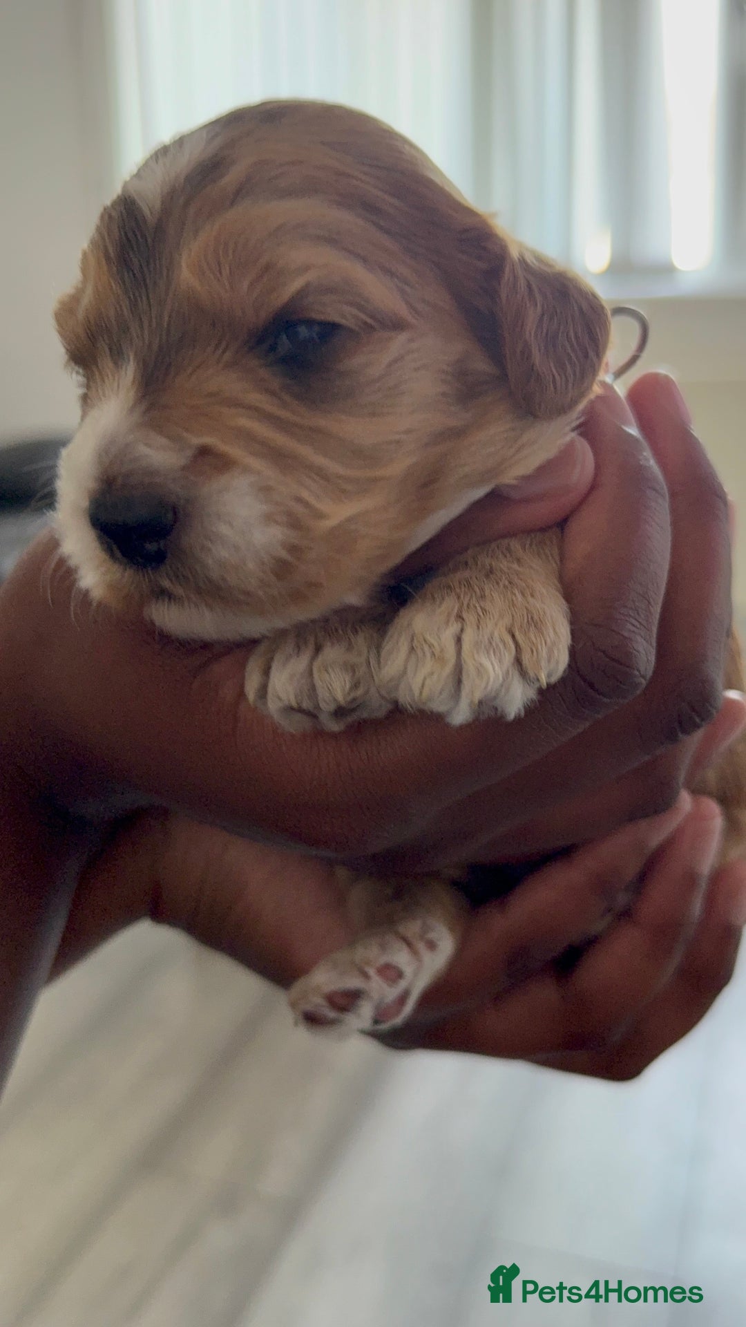 Cockapoo dogs for sale: 5 Beautiful Cockapoo Puppies  - Image 21