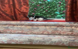 Mixed Breed cats for sale: Last two cuddly kittens - Image 16