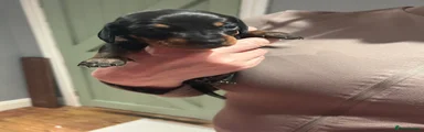 Dachshund 2