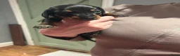 Dachshund dogs for sale: 🐾 8 Gorgeous Dachshund Puppies 🐾 in Westbury - Advert 11