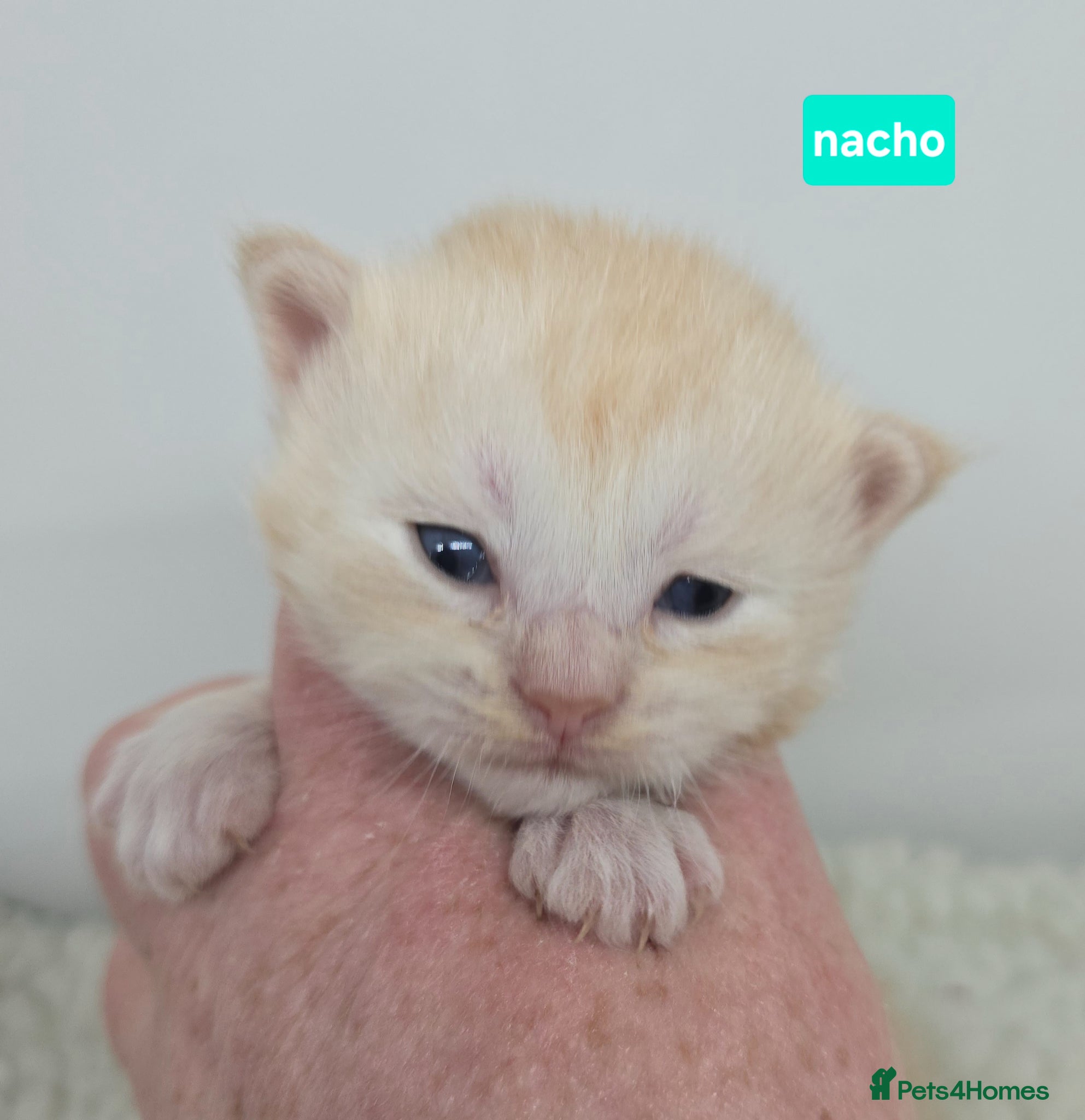 Maine Coon cats Amazing Large Red & Cream Silver Boys Maine Coons - Advert 11