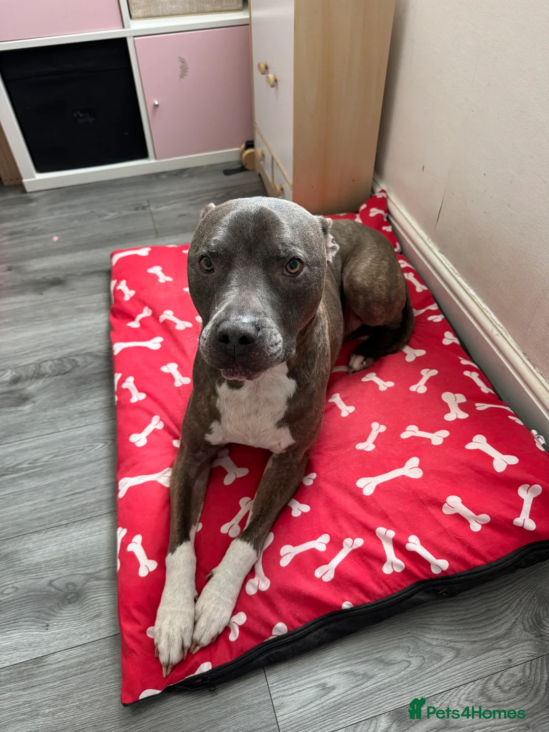 Staffordshire Bull Terrier dogs for sale: Blue brindle staffy boy  - Advert 3