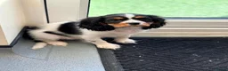 Cavalier King Charles Spaniel dogs for stud: Fully health tested Chocolate&Tan Cavalier  Stud - Advert 7