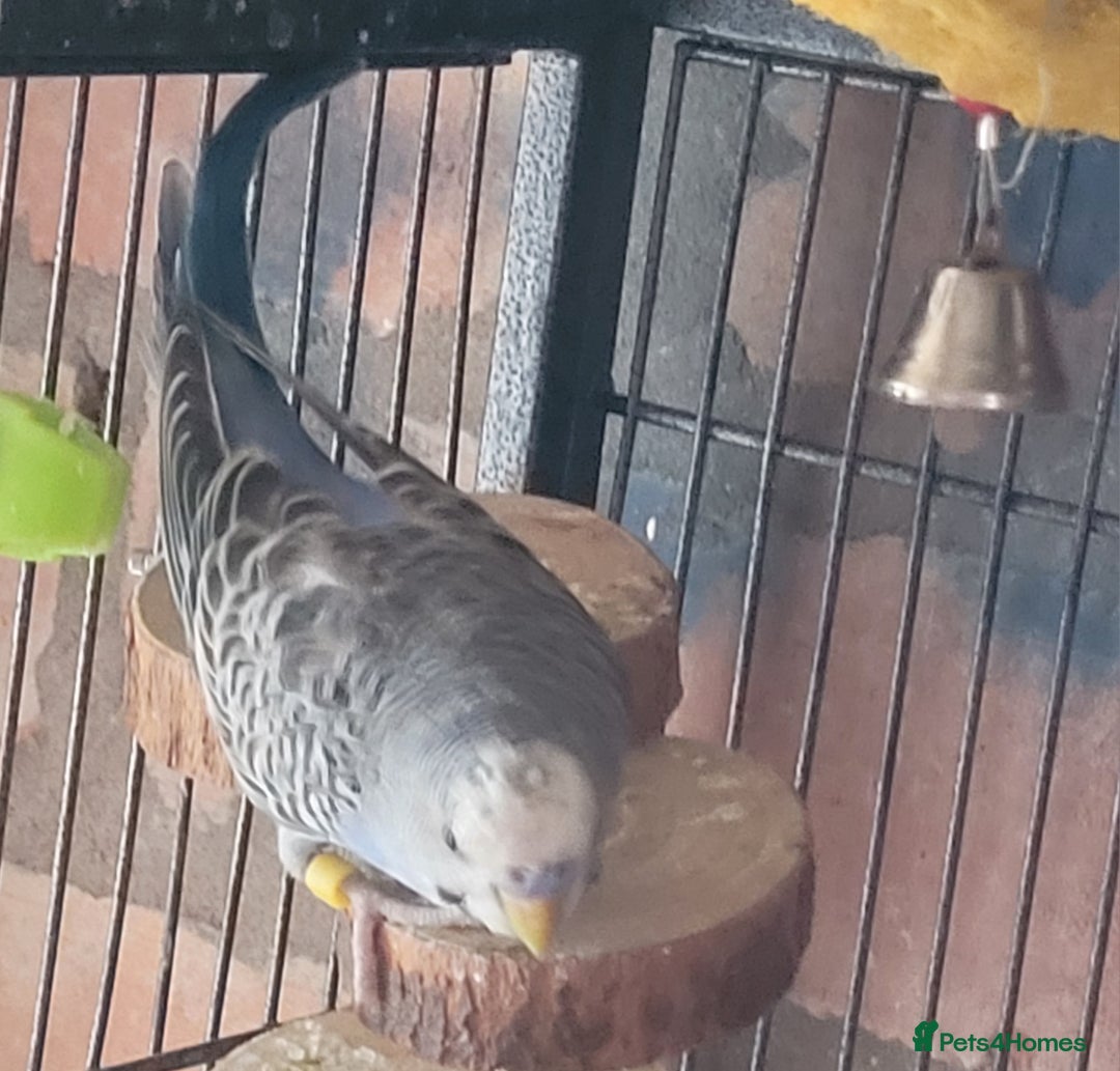 Budgerigars birds for sale: Baby Budgies  - Image 7