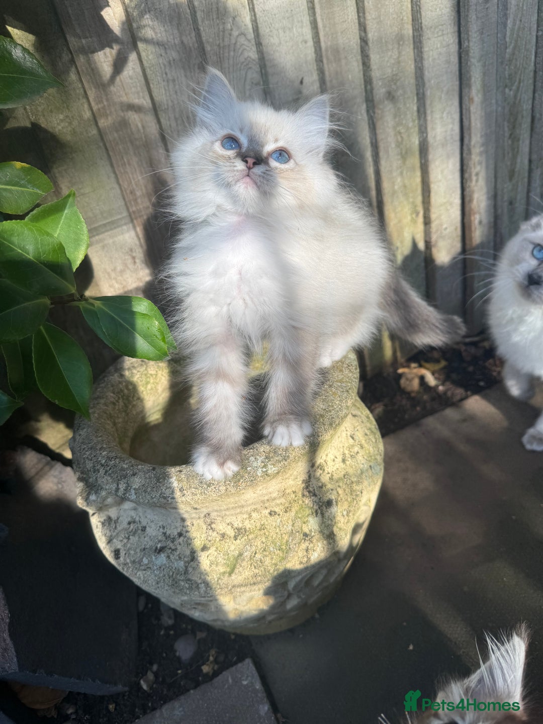 Ragdoll cats for sale: 🚨 Gorgeous, pedigree Ragdoll Puffballs! 🚨  - Image 18