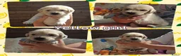 Golden Retriever dogs for sale: 8 stunning kc registered golden retriever puppies  - Advert 5