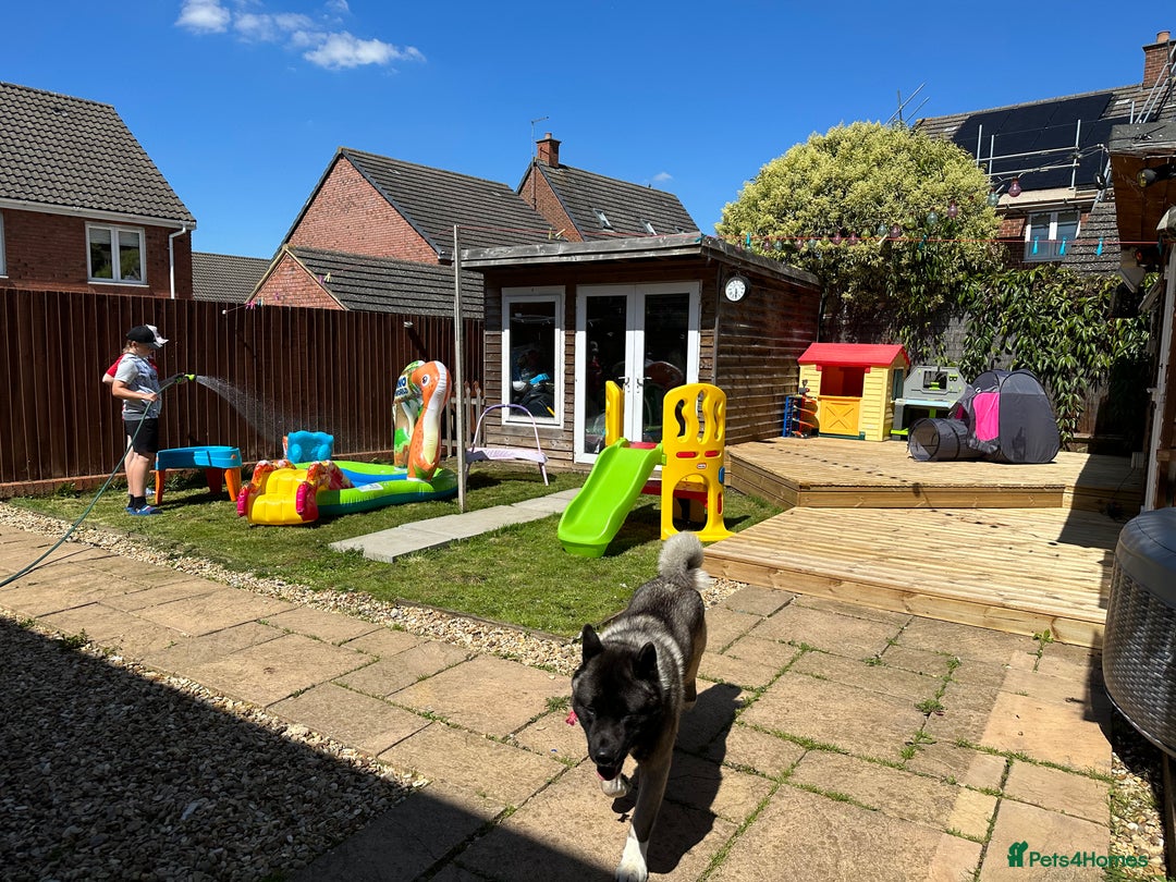 Akita dogs for sale: 4 year old Akita  - Image 17