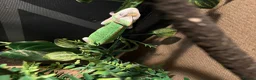 Chameleon reptiles for sale: chameleon to a good home  - Advert 2