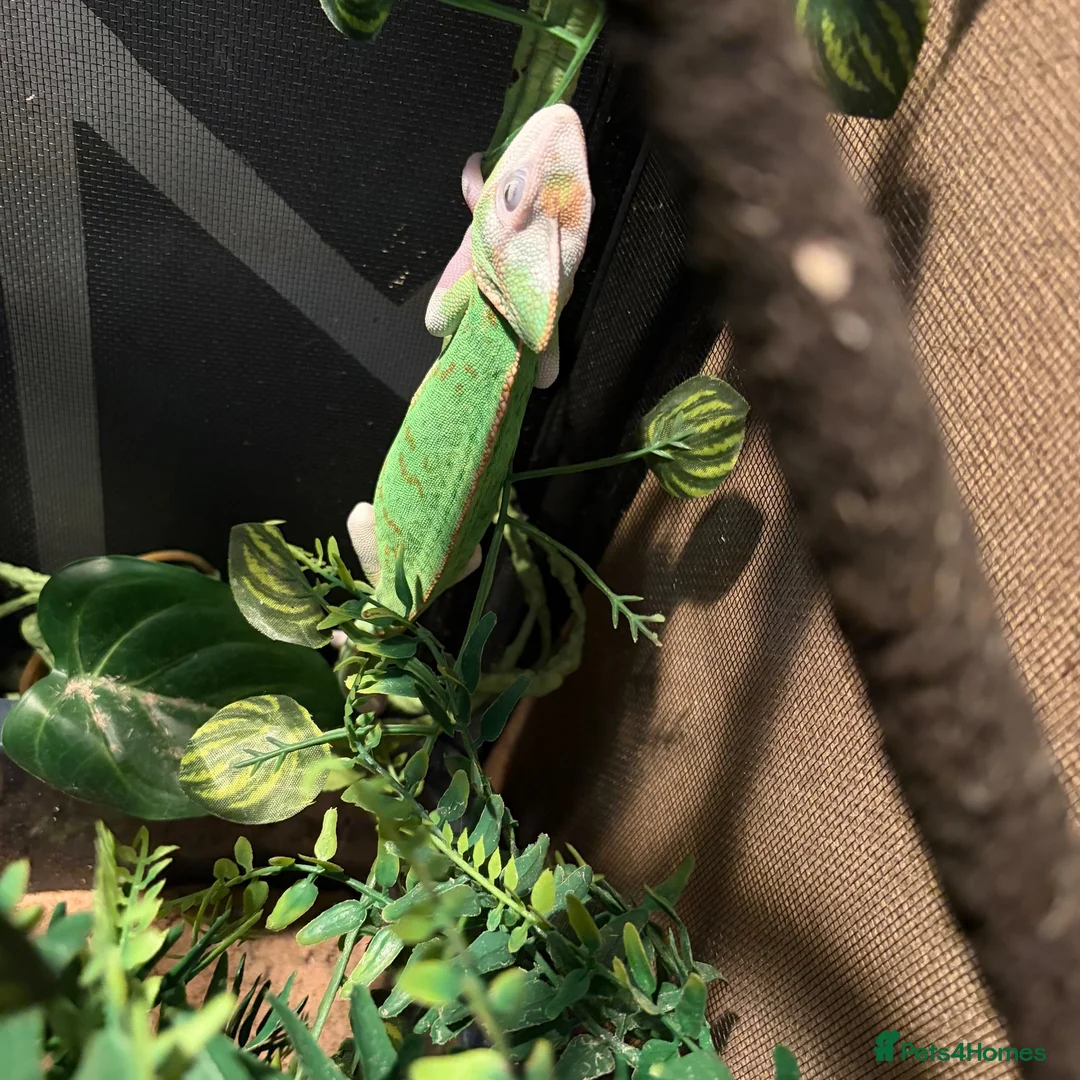 Chameleon reptiles for sale: chameleon to a good home  - Advert 2