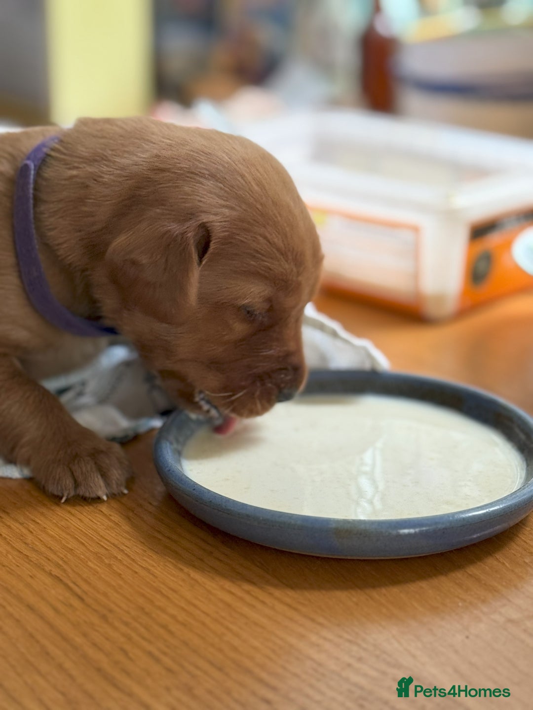Labrador Retriever dogs for sale: Fox Red Puppies for Sale - Image 6