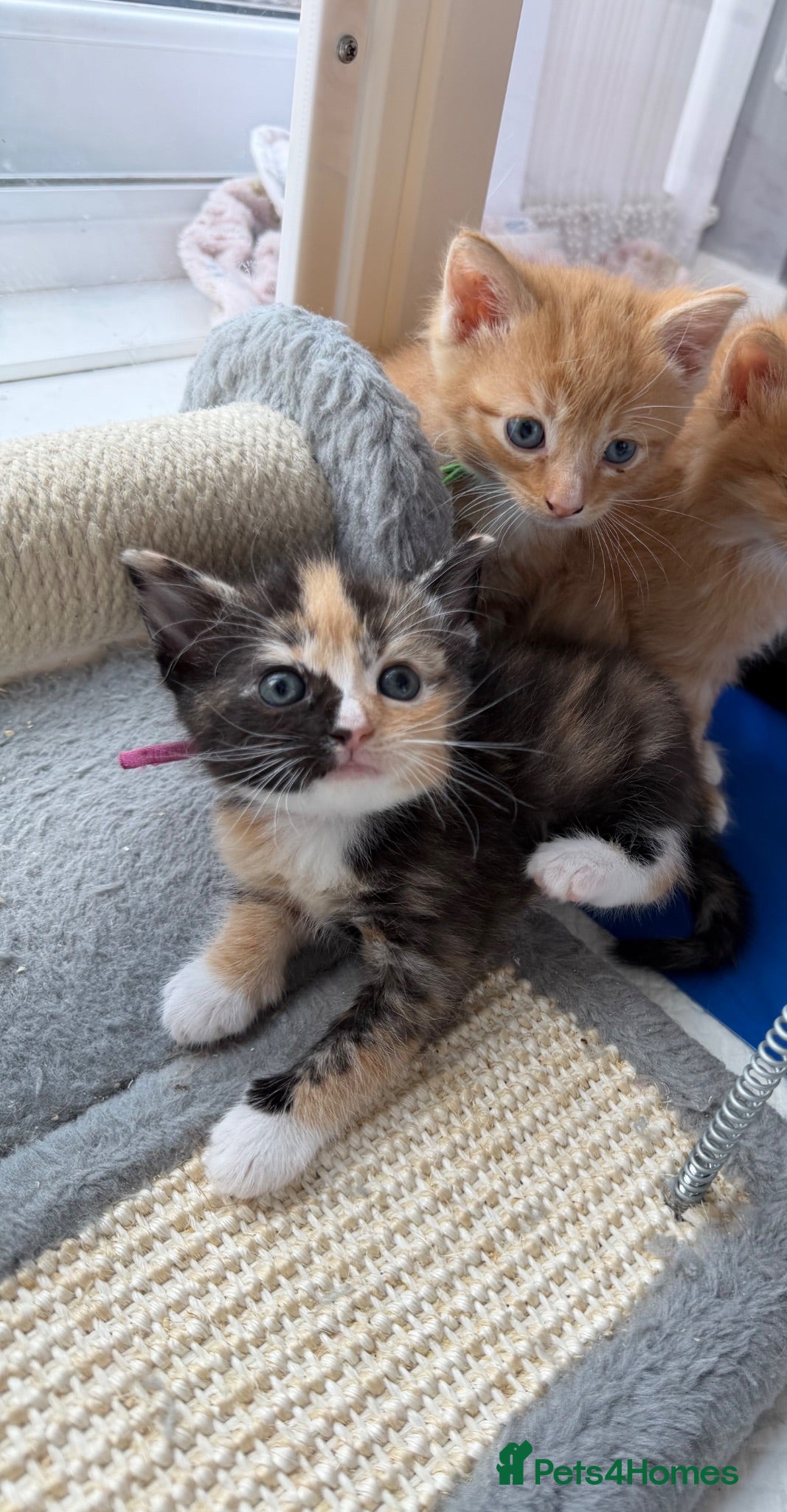Domestic Shorthair cats Beautiful Kittens  - Advert 11