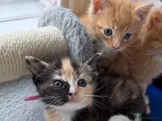 Domestic Shorthair cats Beautiful Kittens - Advert 11
