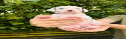 Dalmatian dogs for sale: 🖤 Ready now ONE BOY LEFT Dalmatian Puppies 🖤 - Advert 21