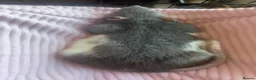 Rat rodents for sale: 2 FEMALE FANCY RATS - Advert 4
