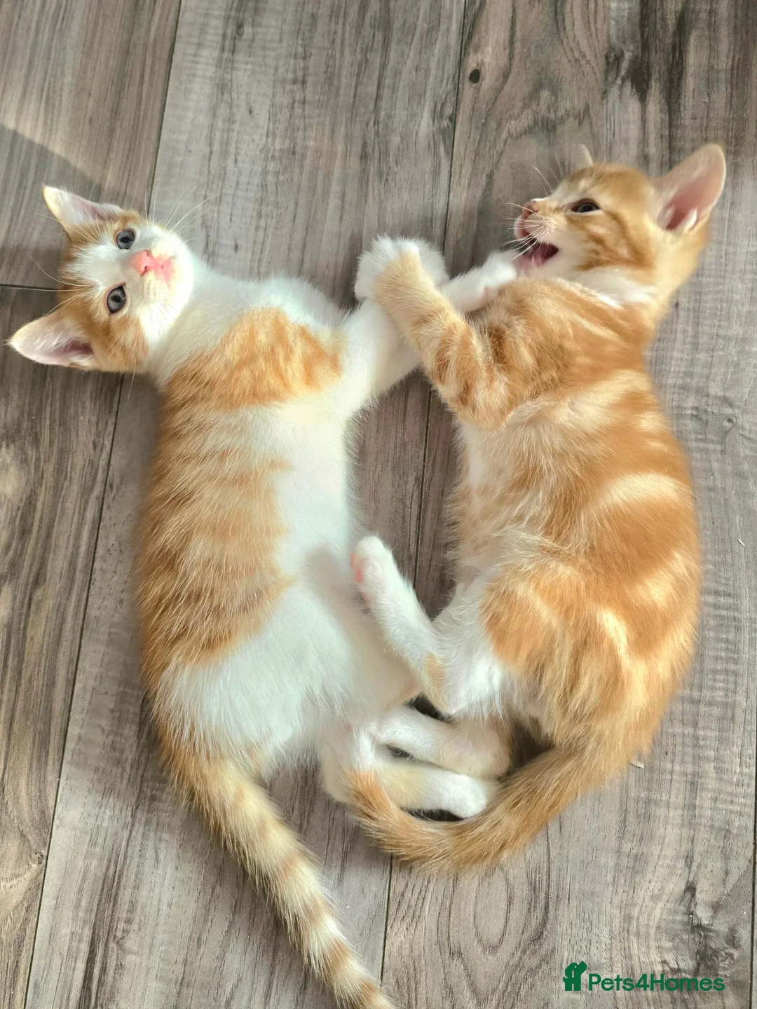 Mixed Breed cats for sale: 2 x beautiful ginger/beige boy kittens 🐱🐱❤️ in Basingstoke - Advert 2