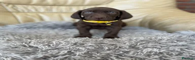 Mixed Breed Puppy 1