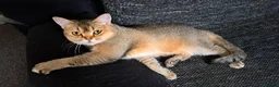 Scottish Fold cats for sale: Tica Registered scottish straigh for breeding  - Advert 5