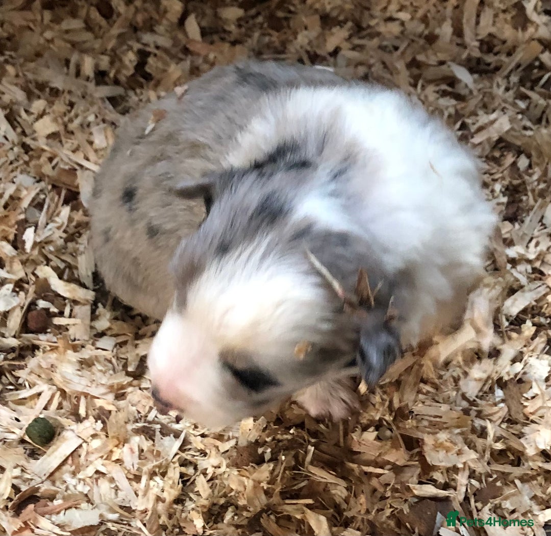 Border Collie dogs for sale: Border Collie (Long haired Blue merle) - Advert 18