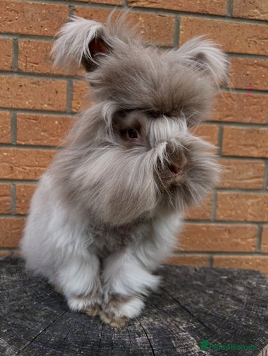 Gallery Image {{count}}