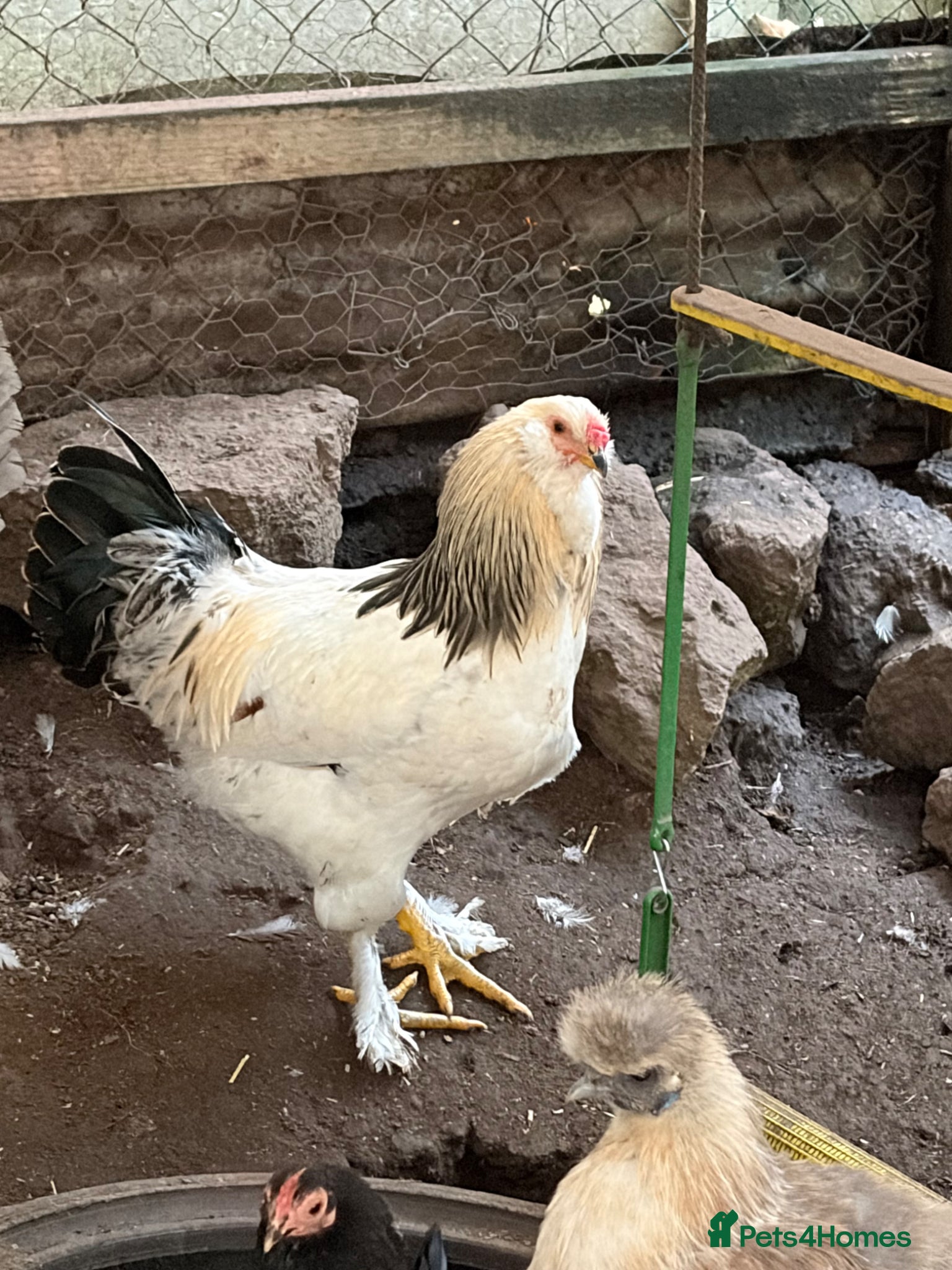 Mixed Breed poultry 5 males  - Advert 1