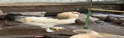 Mixed Breed poultry for sale: 5 males  in Taunton - Advert 1