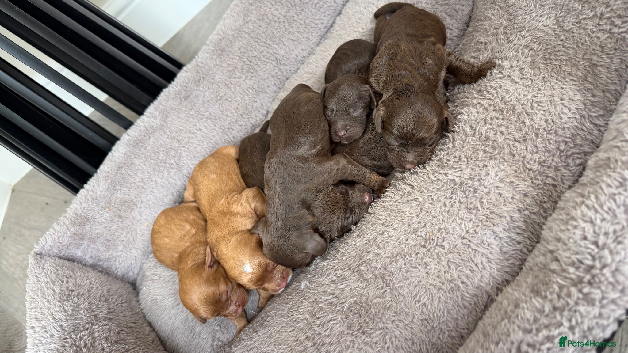 Cavapoo dogs Chocolate Cavapoos amazing quality - Advert 1