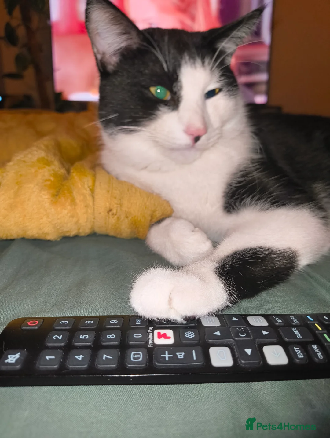 Bengal cats for sale: Tuxedo kitten for sale  - Advert 2