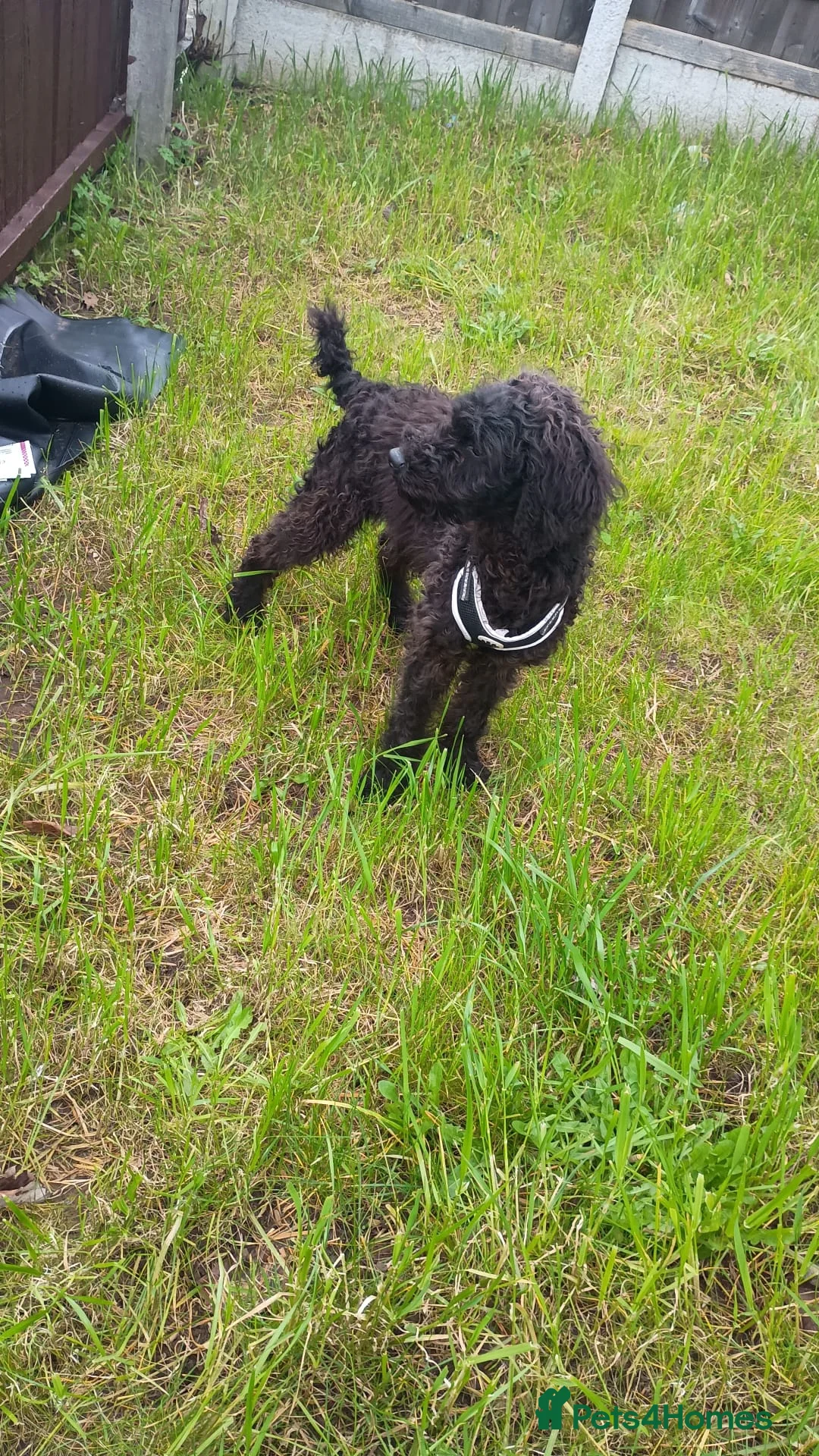 Goldendoodle dogs for sale: Goldendoodle  in Wigan - Advert 2