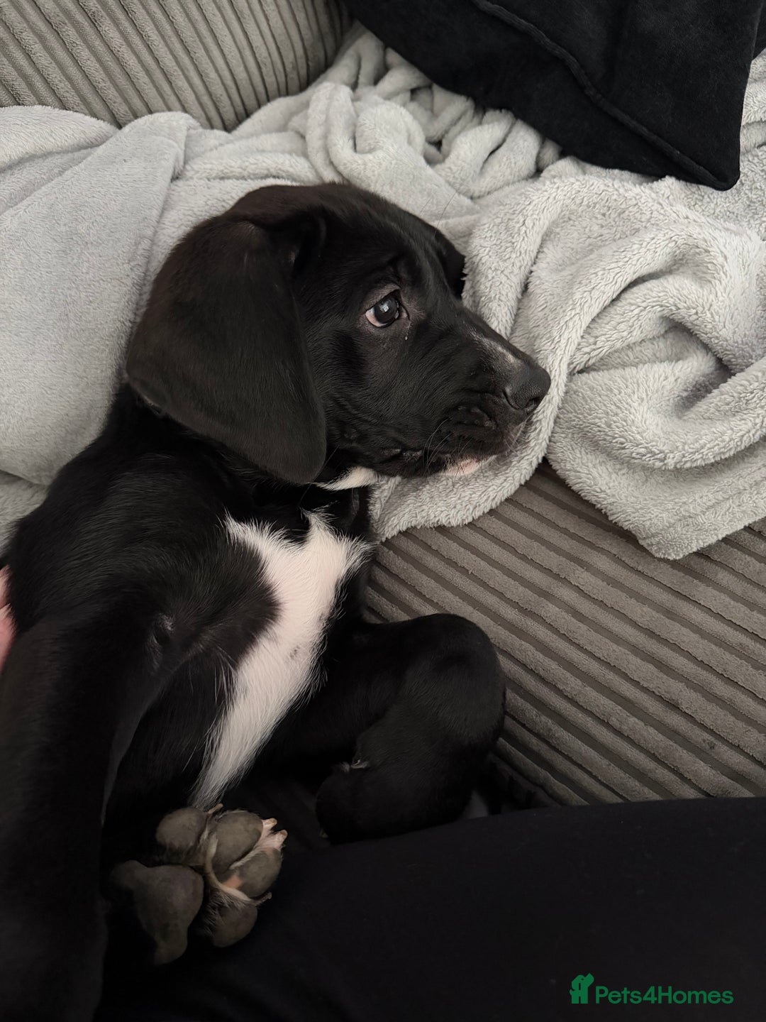 Mixed Breed dogs for sale: Rocky  - Image 2