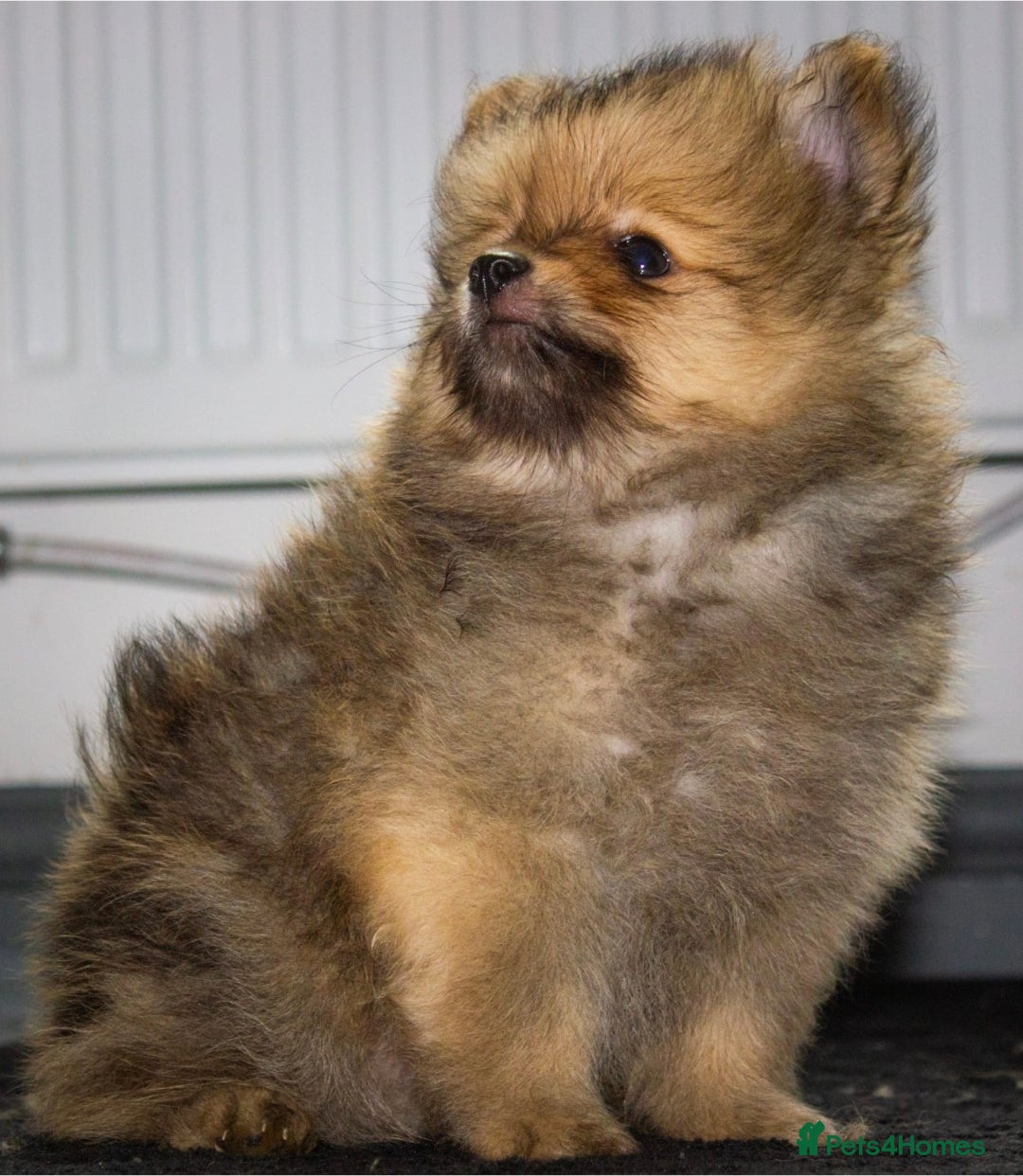 Pomeranian dogs for sale: Beautiful pomeranian pups in Houghton le Spring - Image 27