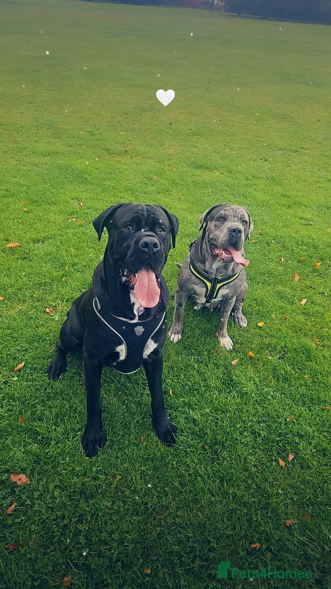 Cane Corso dogs for stud: Unique * champion breed * cane corso  - Advert 6