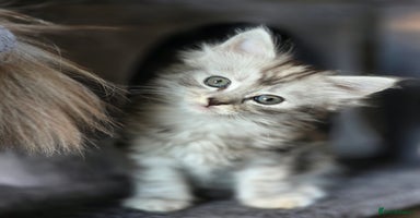 Maine Coon cats - Advert 3