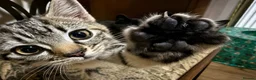 Domestic Shorthair cats for sale: 12 wk old tabby kitten in Corwen - Advert 6