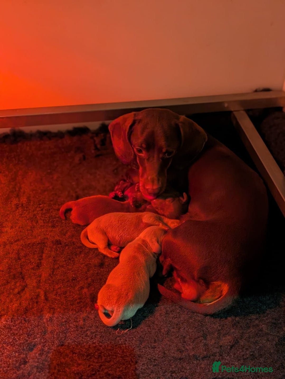 Miniature Dachshund dogs for sale: Adorable little of miniature daschunds  - Advert 18