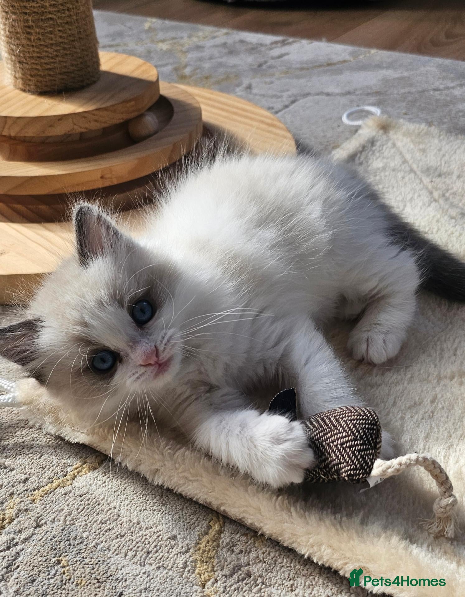 Ragdoll cats Purebred Pedigree Ragdoll kittens - Advert 1